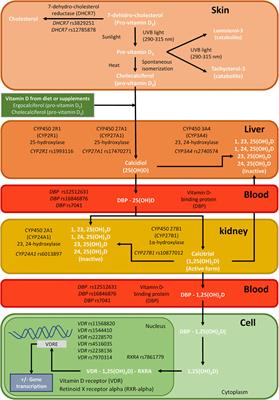 DBP rs7041 and DHCR7 rs3829251 are Linked to CD4+ Recovery in HIV Patients on Antiretroviral Therapy